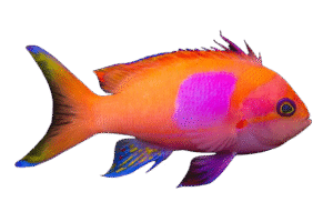 Squareback Anthias - Male - Philippines