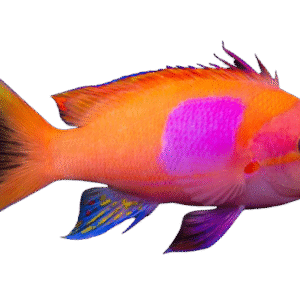 Squareback Anthias - Male - Philippines