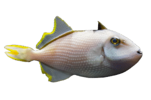 Blue Throat Triggerfish - Male - Philippines
