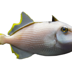 Blue Throat Triggerfish - Male - Philippines