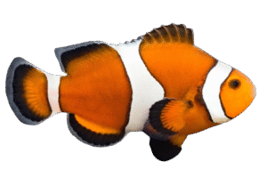 Mocha Ocellaris Clownfish - Aquacultured - USA