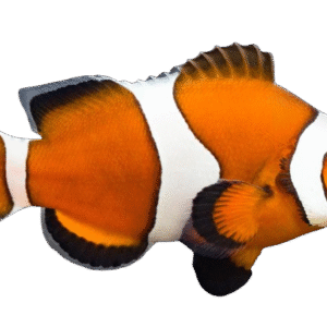 Mocha Ocellaris Clownfish - Aquacultured - USA