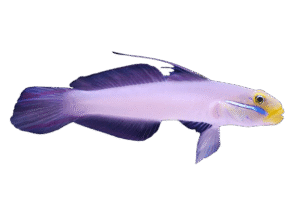 Golden Head Sleeper Goby - Fiji