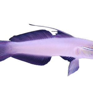 Golden Head Sleeper Goby - Fiji
