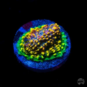 WWC Mountain Dew Chalice