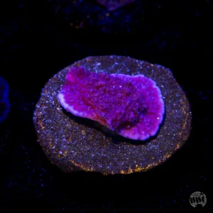 Vivid's Purple Cap Montipora