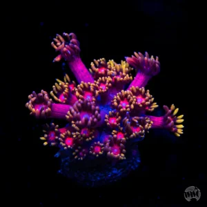 WWC Cosmos Goniopora