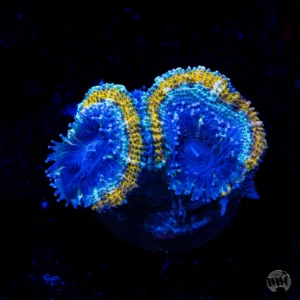 Frozen Gold Aussie Lord